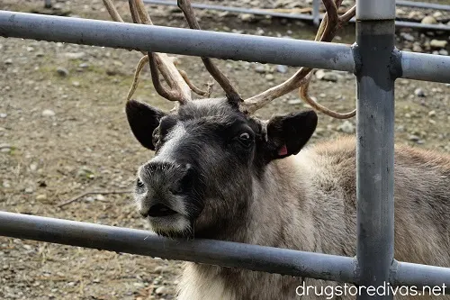 A reindeer at Cougar Mountain Zoo in Issaquah, Washington.