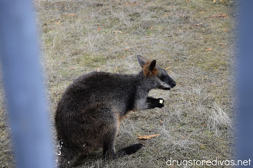 A wallaby at Cougar Mountain Zoo in Issaquah, Washington.