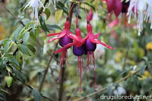 Flowers from the Point Defiance Park Fuchsia Garden.