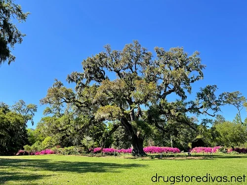 The Live Oak in Airlie Gardens in Wilmington, NC.