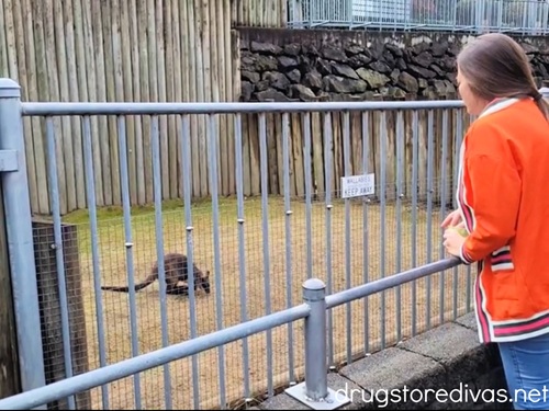A woman in an orange cardigan feeding a wallaby at the Cougar Mountain Zoo in Issaquah.