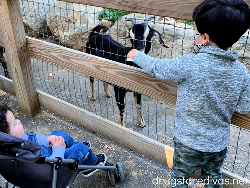 Two boys at the zoo with one in a stroller and one feeing goats.