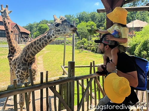Two boys with yellow bucket hats on, one on a man's shoulders, in front of giraffes at the zoo.
