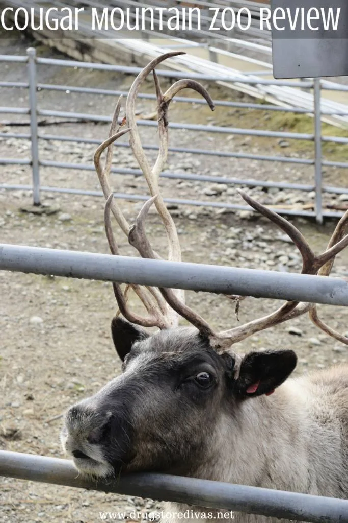 A reindeer in a zoo exhibit with the words "Cougar Mountain Zoo Review" digitally written on top.