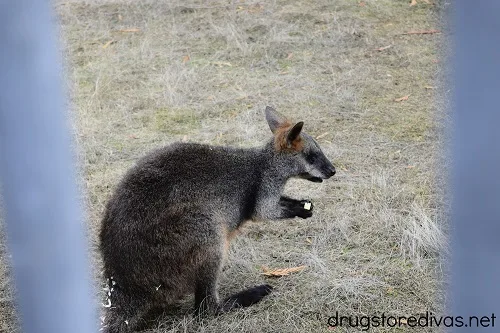 A wallaby at Cougar Mountain Zoo in Issaquah, Washington.