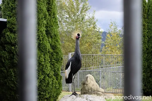 A crane at Cougar Mountain Zoo in Issaquah, Washington.