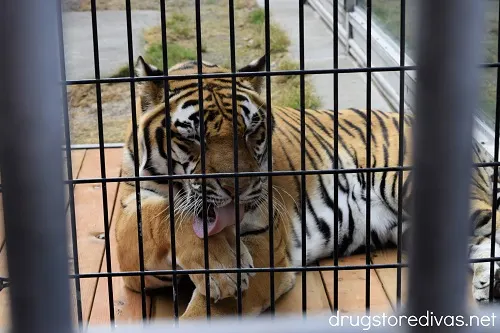 A tiger in a cage at Cougar Mountain Zoo in Issaquah, Washington.