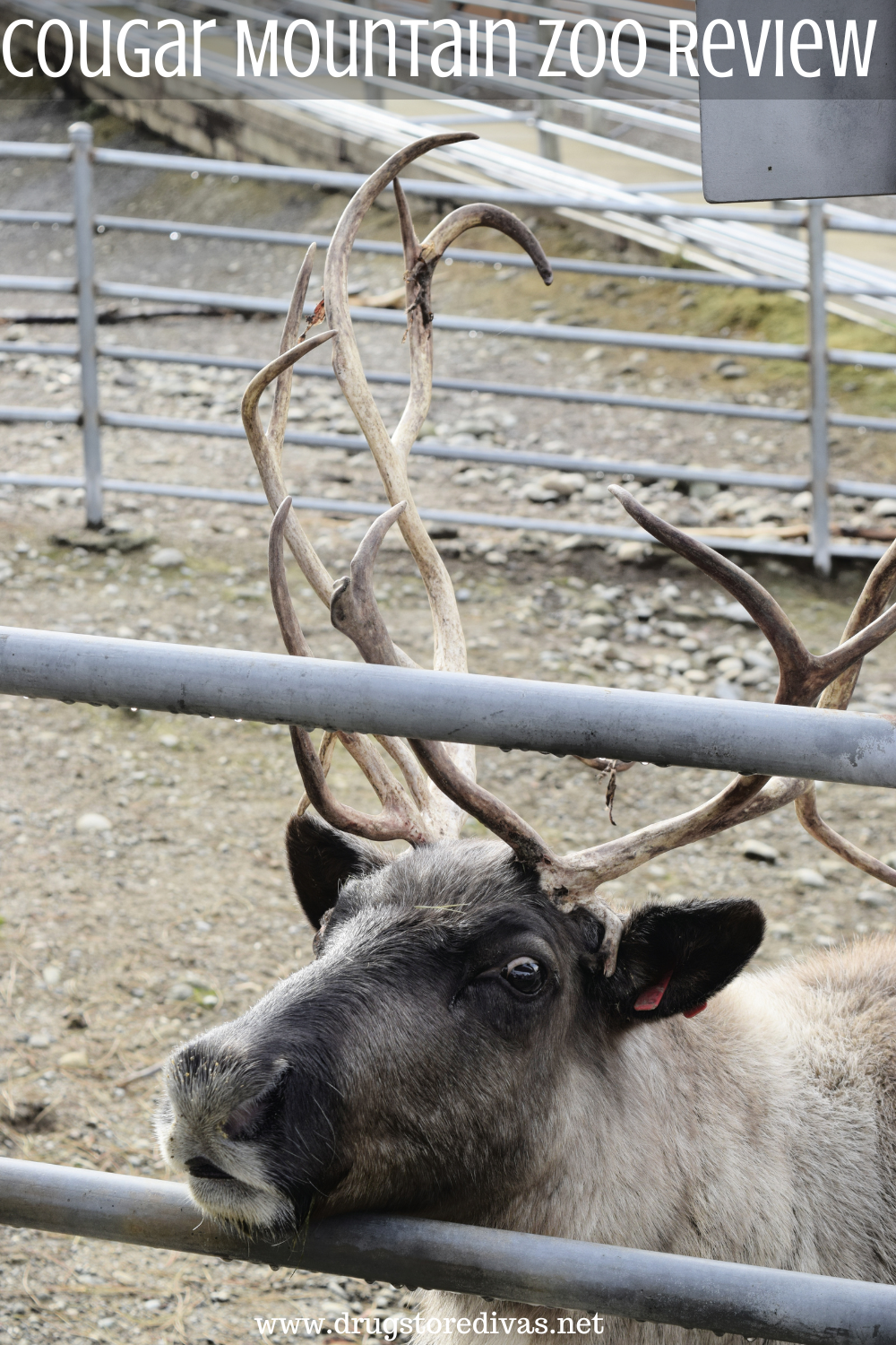 A reindeer in a zoo exhibit with the words 
