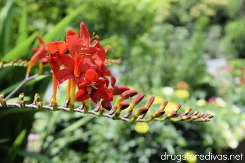 Red flowers in a garden.