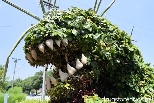 A dinosaur shaped topiary at the South Carolina Festival of Flowers in Greenwood, SC.