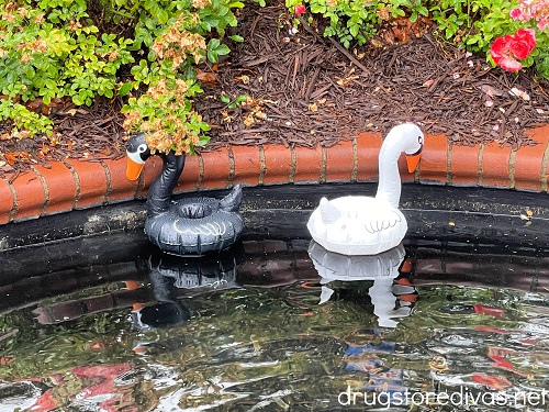 A black and white plastic swan floating drink holder in a pond.