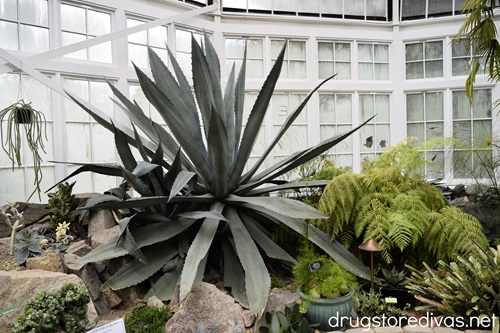 An agave plant in the WW Seymour Botanical Conservatory in Tacoma, Washington.
