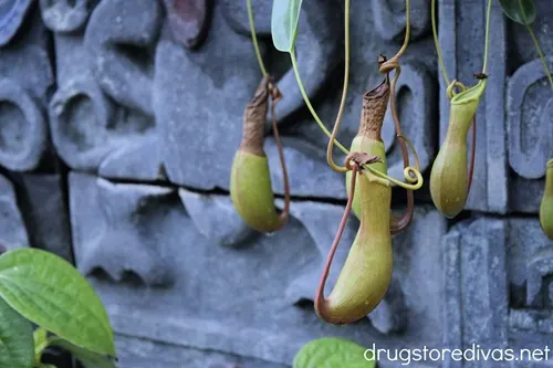 Plants on a stone wall in the WW Seymour Botanical Conservatory in Tacoma, Washington.