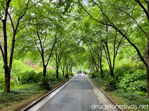 A tree-lined paved walkway at the Sarah P Duke Gardens in Durham, NC.