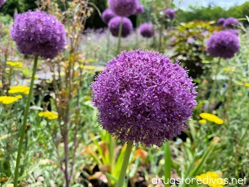 Large purple flowers in the Sarah P Duke Gardens in Durham, NC.