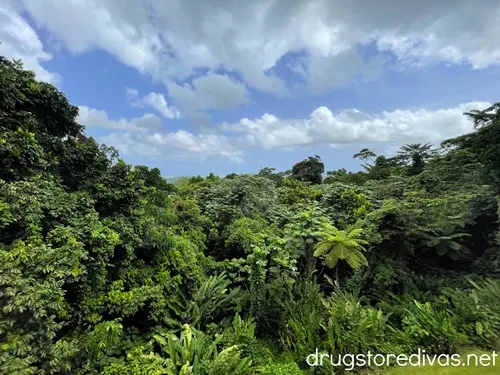 The El Yunque National Forest in Puerto Rico.