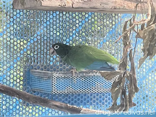 A parrot in a cage.