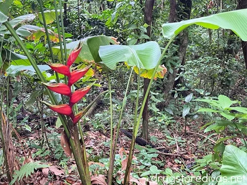 Flora and fauna in El Yunque National Forest in Puerto Rico.
