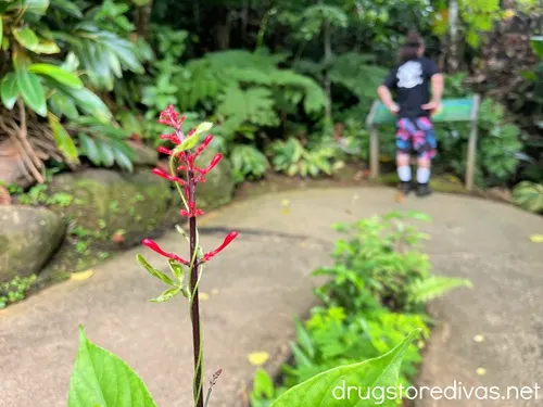 A red flower in the foreground with a man in the background on a trail in El Yunque National Forest in Puerto Rico.