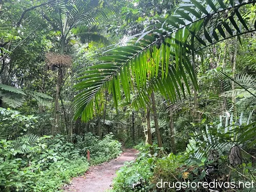 The El Yunque National Forest in Puerto Rico.
