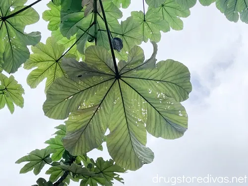 Leaves on a tree in El Yunque National Forest in Puerto Rico.