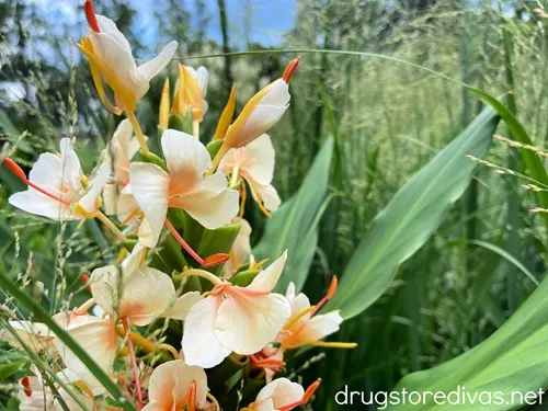 Peach flowers.