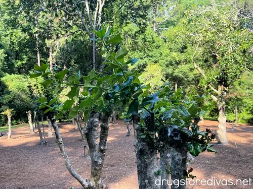 Holly bushes in a botanical garden.