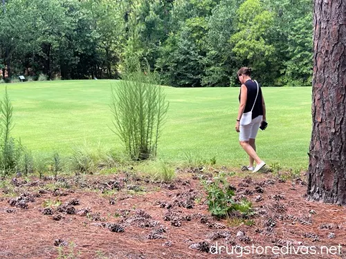 A woman in a park in Southern Pines looking at pinecones.