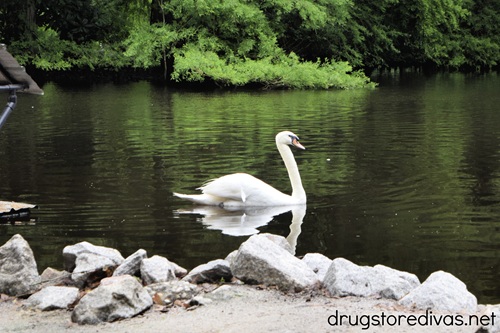 A swan in the pond at the Swan Lake Iris Gardens in Sumter, SC.