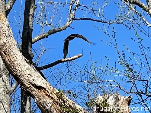 A bird flying through trees.