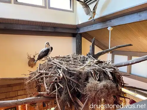 A giant osprey nest on display with fake osprey on it in the visitors center at the Santee National Wildlife Refuge in Santee, SC.