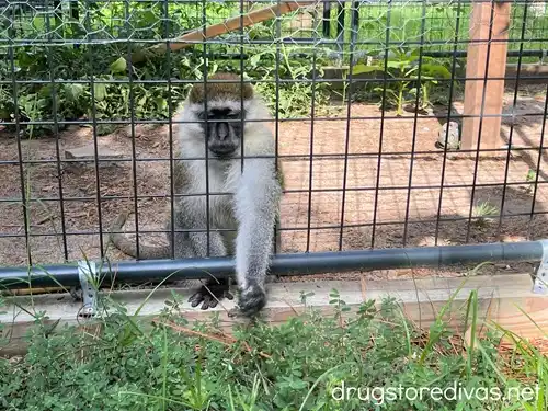 A monkey in a cage at the Dunrovin Exotic Animal Sanctuary in Vass, NC.