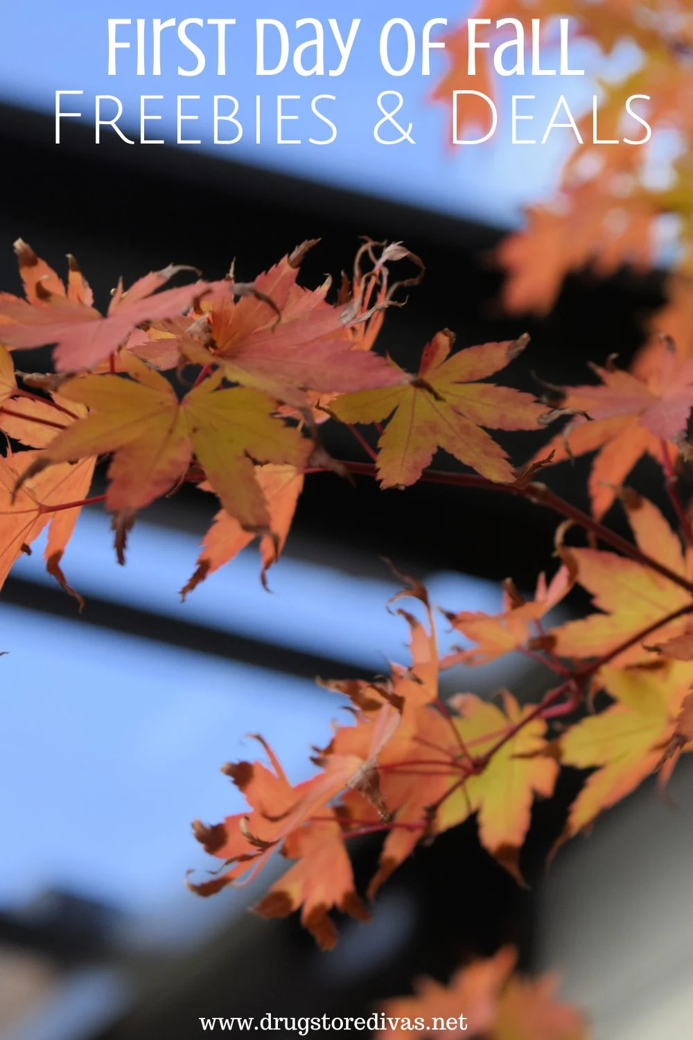 Red and orange leaves on a branch with the words 