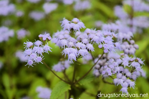 Purple flowers at the Daniel Boone Gardens in Boone, NC.