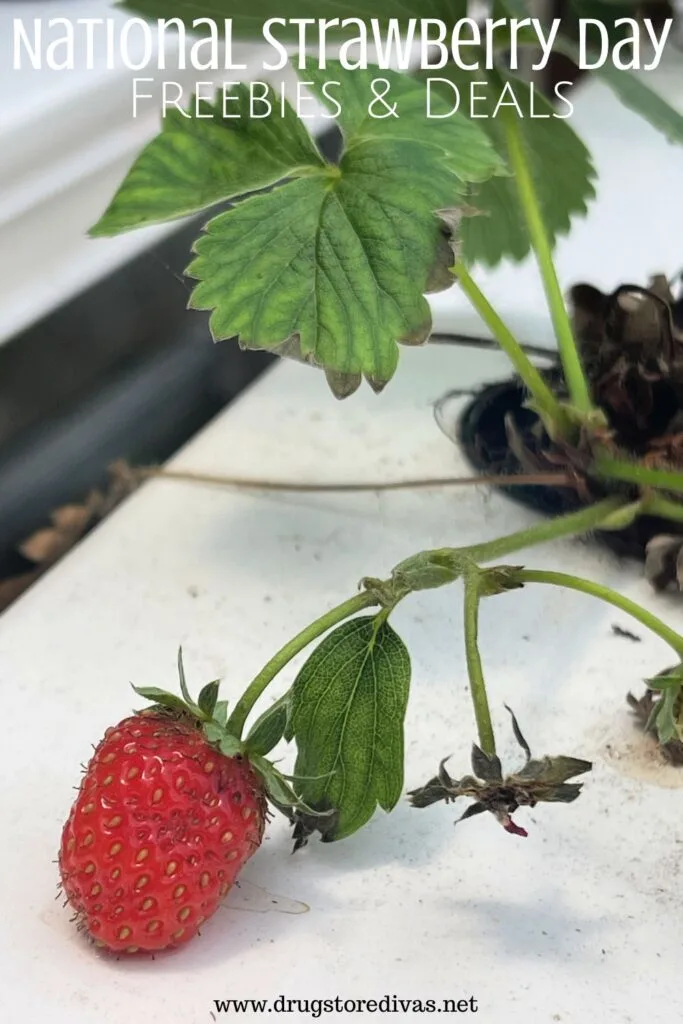 A strawberry plant with a strawberry on it with the words "National Strawberry Day freebies and deals" digitally written on top.