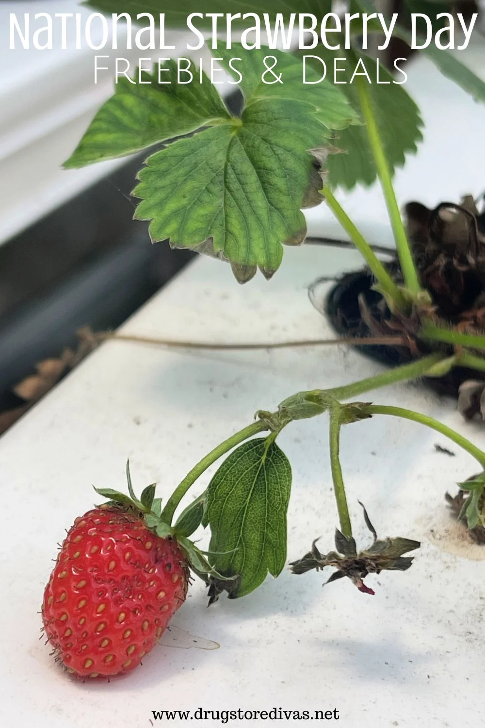 A strawberry plant with a strawberry on it with the words 